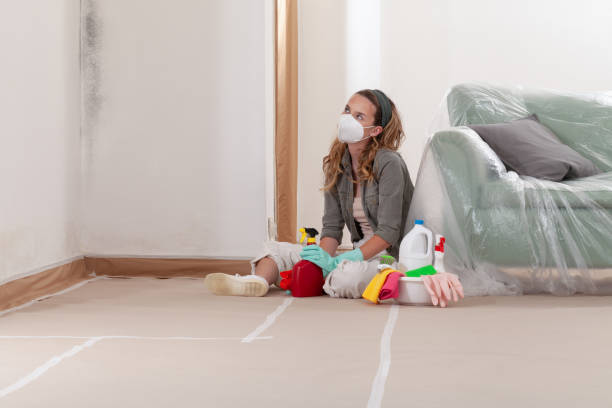 Reliable Black Mold Remediation contractor in Grant, MN by Car Mold Remediation