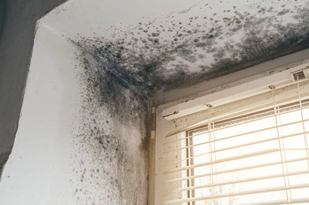 Affordable Black Mold Remediation solutions in Grant, MN